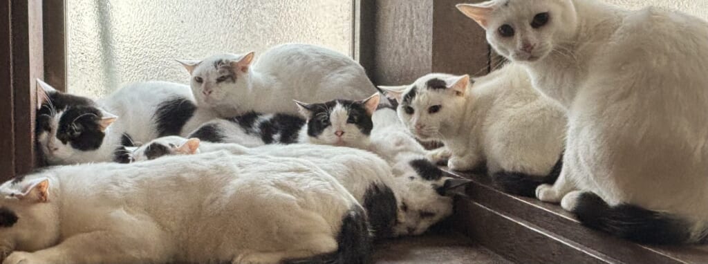【11月15日(日)】練馬区多頭飼育臨時譲渡会開催決定！