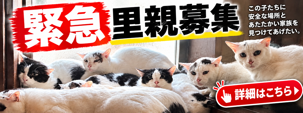 練馬区多頭飼育猫の里親募集中！
